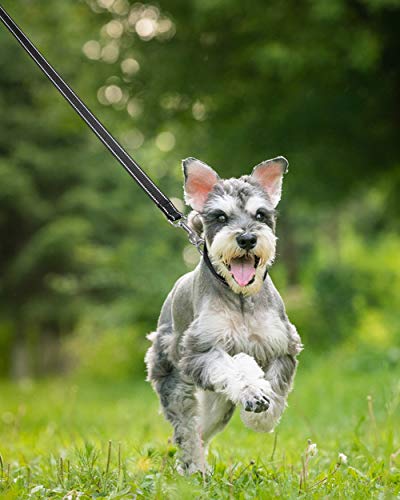 Taglory Hundeleine Mittelgroße Große Hunde Leicht | Doppelseitig Reflektierend | Gepolsterter Griff | Unterstützung 10 bis 75 kg | 1.8m x 2.5cm | Schwarz