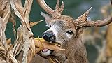 Dinner Getter Deer Food Plot Corn Seeds - 250 Seeds to Grow Deer Food - High Yielding Hybrid Corn for Big Whitetail Bucks, Great with Deer Mineral