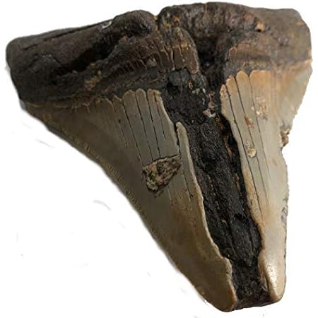 Amazon Co Jp No 4172 メガロドンの歯化石 メガロドン 化石 恐竜 サメ メガロドンの歯 本物 巨大 鮫 化石標本 標本 ホーム キッチン