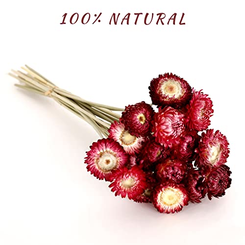 Mihuage Dried Flower 40Pcs Daisy Bouquet 100% Natural Chrysanthemum Dry Flower For Vase Home Décor Party Diy Arrangement Wheat Straw Bulk (Purple) #TOP2