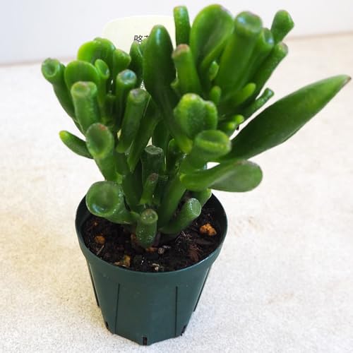 ＩＴＡＮＳＥ 略茶の月 2.5号 1個売り 多肉植物 Crassula ovata Gollum カネノナルキ 宇宙の木 春秋型 枝変わり品種 奇抜 - ＩＴＡＮＳＥ - 商品画像