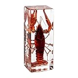 Insect Specimens, Insect in Resin, Real Specimens of Various Butterflies and Beetles Made of Resin, Bugs in Resin, Amber Taxidermy Decor for Science Education Craft Collection Decor (Lobster-1PCS)