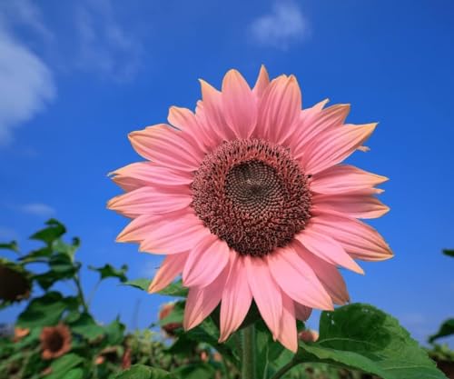 Image of Low Maintenance Hybrid Flower Seeds Combo Pack- All Year Flower Seeds Supply (5 VARIETIES SUNFLOWER COMBO)