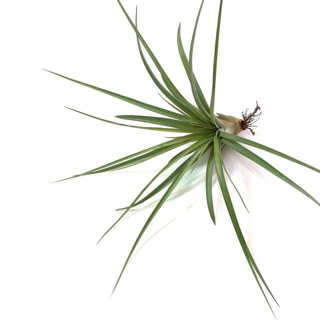 チランジア キセログラフィカ × ブラキカウロス チランジア・キセログラフィカ×ブラキカウロス Tillandsia