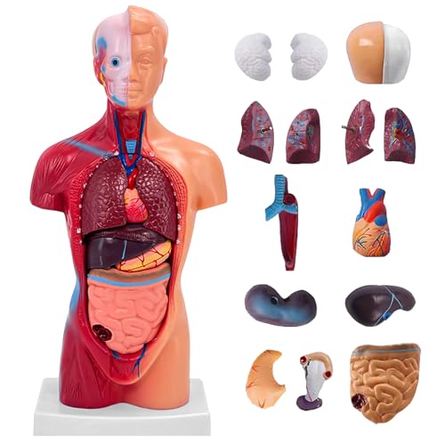 11 Inch Small Human Body Model for Anatomy Study - 15 Detachable Parts Educational Torso with...