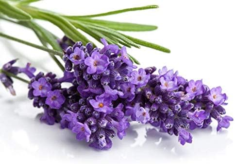 Lavender - French - 100 Seeds