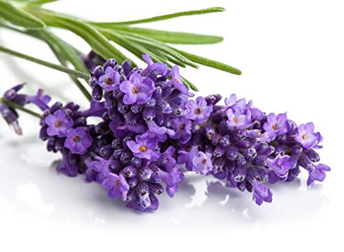 udanta Herb Seeds Lavender Organic For Gardening/Improved quality (1 pkt 50-70 seeds), (SSEDX061) (B09KQY4HP8) Amazon Price History, Amazon Price Tracker