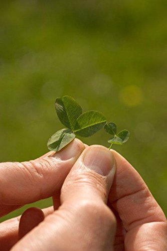 Saatzucht Bardowick Mikroklee Microclover Zwergklee für 50m² gleichmäßigen dichten ganzjährig grünen Rasen - 100g Klee Samen - Rasenklee Miniklee – Bild 3