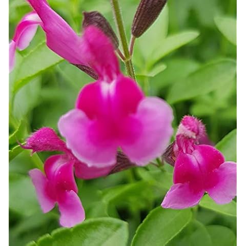 Salvia greggii ‘Icing Sugar’- Salvia That is Ready to Plant Out- Comes Back Every Year (Hardy) - Flowers from Summer to Autumn- Loved by Bees (Middleton Nurseries) (P9(9cm Pot)) Cover