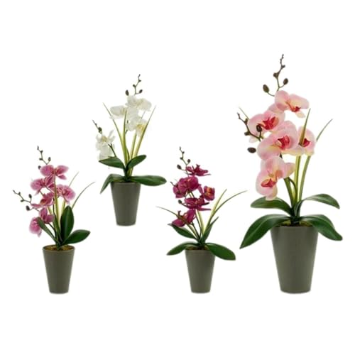 Ibergarden Dekorative Pflanze, Mehrfarbig, Standard