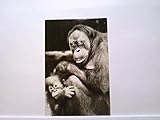  AK Dresden, Zoologischer Garten, Echt Foto, Orang-Utan-Mutter mit Kind, Tierportrait, Ungelaufen.