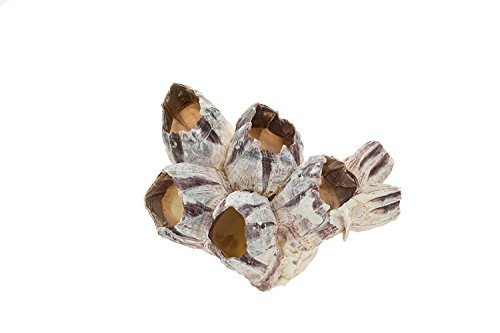 Real Purple Barnacle Cluster - 3-5" Natural Barnacle Cluster for Craft and Decor