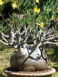 Amazon.co.jp: 【種子】 Pachypodium Gracilius◇パキポディウム