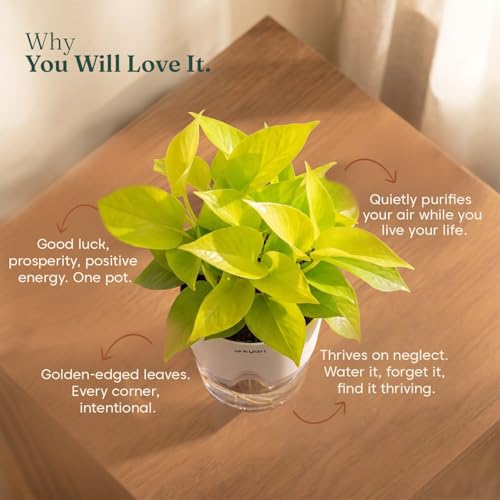 Image of Kyari Golden Money Plant Indoor Live Plant with Green Self Watering Pot 4 Inch - Money Plant Indoor Live Plant with Pot for Home, Living Room - Lucky Vastu Air Purifying Plant