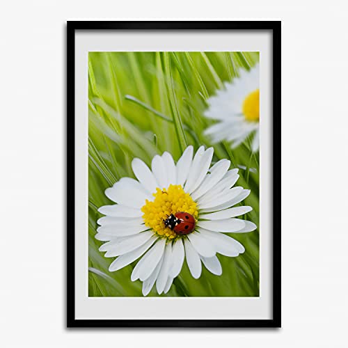Tableau photo affiche marguerites avec cadre en bois moderne 50x70 cm Tulup
