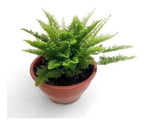 Mini Samambaia Havaiana Planta Natural Rara Envasada Vaso Cuia