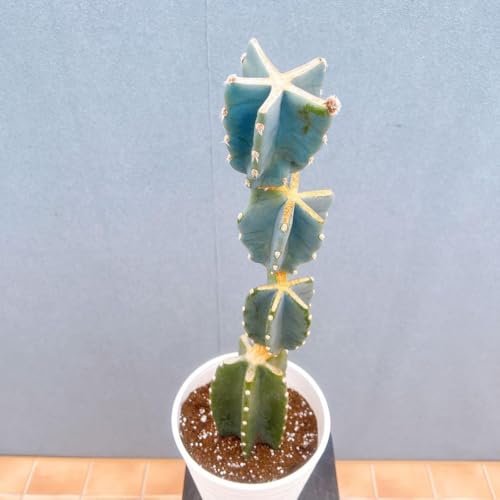 ドライガーデン 植物 サボテン」の人気商品一覧 | 安い商品を通販