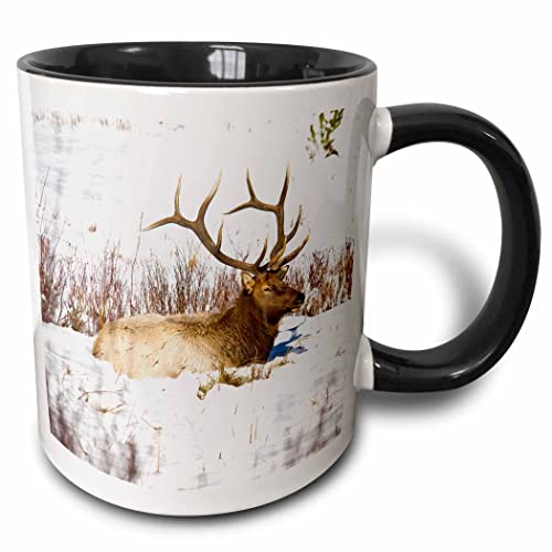 3dRose Usa Colorado Bull Elk Resting In Snow Two Tone Mug, 11 oz, Blac