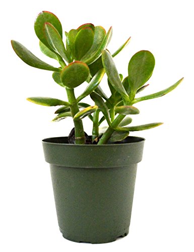 9GreenBox - Planta de Jade, Crassula ovata - Olla de 4 pulgadas
