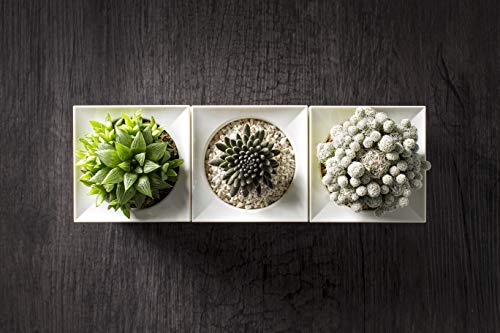 Legrow Smart Garden Indoor Planter Starter Kit - 3 Patented Design Plant Pots,1 Water Holding Base Tray - (Plants Not Included) #TOP5