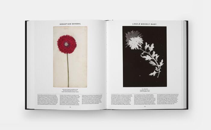 Plant: Exploring the Botanical World, Compact Format (Spanish Edition)