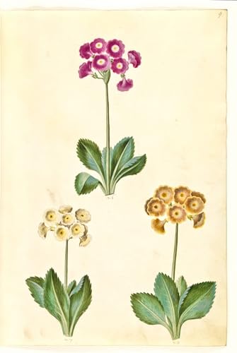 Poster impression tableaux graffiti art mural Primula Pubescens moderne 60x90