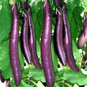 Golden Hills Farm Brinjal Long Baigan Hybrid 500+Seeds (B095QC4LTS) Amazon Price History, Amazon Price Tracker
