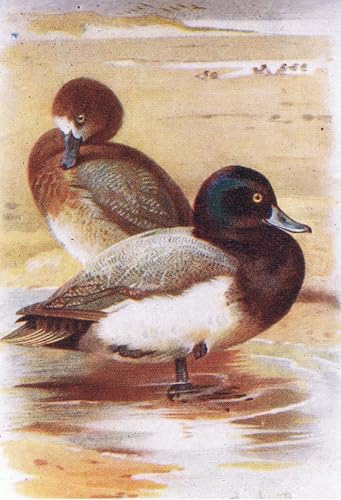 Cuadro decorativo Scaup por Archibald Thorburn pintura de lienzo elegante para salones rústicos