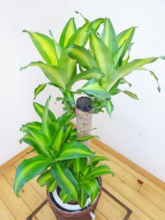観葉植物 マッサンゲアナ ドラセナ マッサンゲアナ 幸福の木 観葉植物 4号鉢植え - メルカリ