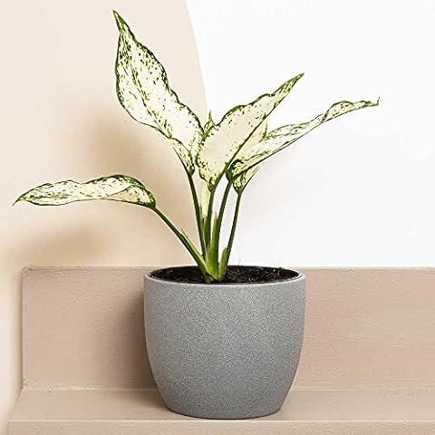 35cm Aglaonema White | Rare House Plant | 12cm Pot | 35cm Height Cover