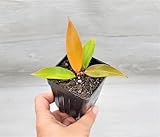 Rare Philodendrons Collections #2 Live Rare Exotic Tropical Indoor House Plants in 3 inch Nursery Plant Pot Housewarming Gift Decoration by 3exoticgreen (Philodendron Prince of Orange)