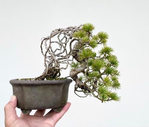 ���ؖ~�͉� ���オ�� �����R �ܗt�� �~�͍����ԏ��ܗt���^���G�؎�ϗt�A��