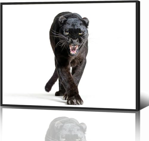 black leopard panthera pardus walking towards staring at the camera Black Framed Canvas Wall Art for Living Room Bedroom Kitchen Bathroom Prints Pictures Wall Decor Posters Painting Artwork 12x16
