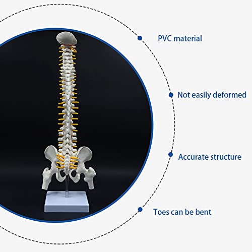 Colonne vertébrale d'anatomie de 45 cm articulée pour démonstration