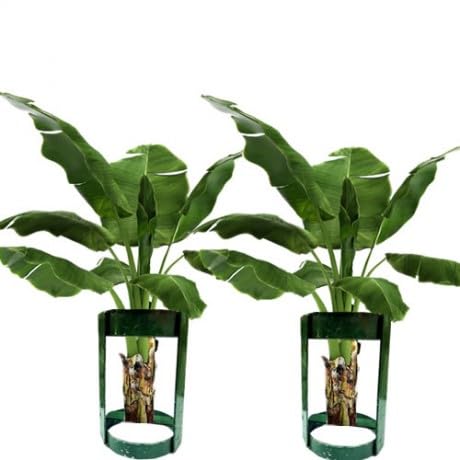 SHREEVARI Bananna Stem Metal Stand for Holding Banana Plant. (B0CCMNDCJS) Amazon Price History, Amazon Price Tracker