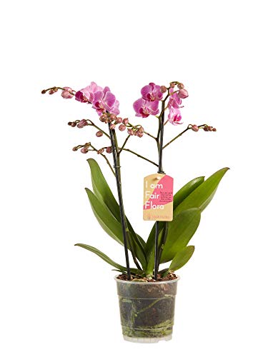 Orchid from Botanicly – Butterfly Orchid Purple – Height: 50 cm, 2 Stems – Phalaenopsis multiflora