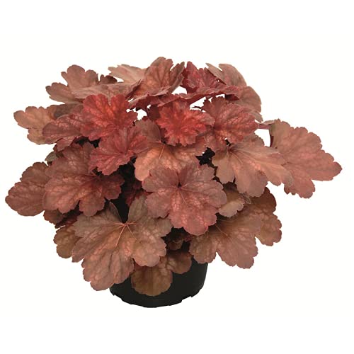 Heuchera - Purpurglöckchen