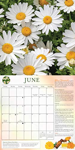 Llewellyn's 2022 Essential Oils Calendar: Insights, Tips, and Recipes