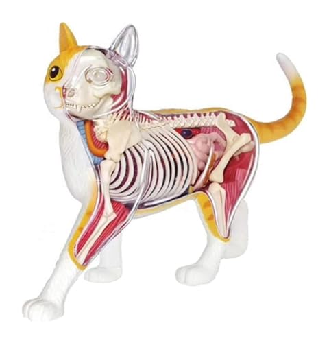 BINWAN Animal Anatomical Model Modèle d'anatomie de Chat - Corps d'organes détachables 4D 28 Parties Modèle Anatomique de Squelette de Chat - for l'aide pédagogique à l'éducation médicale