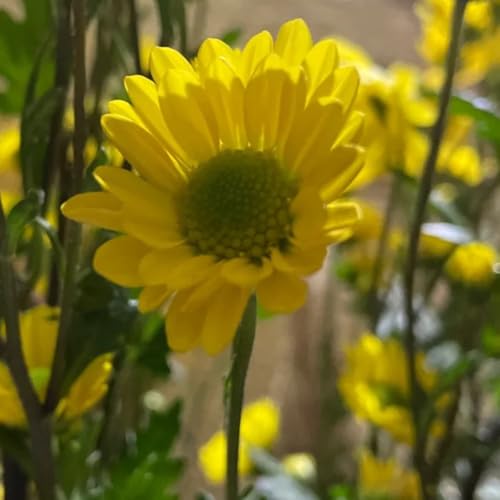 semillas de margarita, variedades antiguas, silvestres, balcón margarita, silvestres, para bancales 200pcs