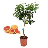 limonero en maceta desde semilla ✅ Citricos que se recomienda que se encuentren a pleno Sol.