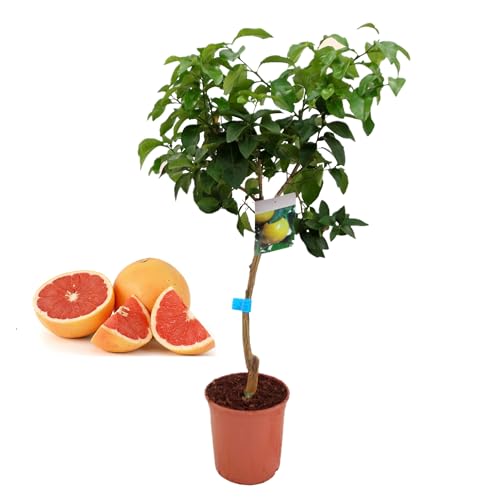 Pack Limonero - Naranjo - Pomelo - Mandarino Planta Natural - (Altura 110 Cm) Maceta 22 cm (Pomelo)