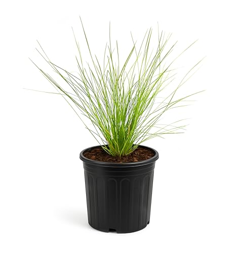 Longleaf Pine Tree | 1 Large Gallon Size Plant | Pinus Palustris | Fast Growing, Southern Yellow Evergreen, Ornamental Landscaping, Drought Tolerant, Native Habitat, Wildlife Friendly