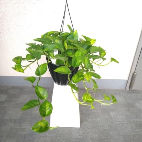 観葉植物 ポトス 5号」の人気商品一覧・価格比較 - 価格.com