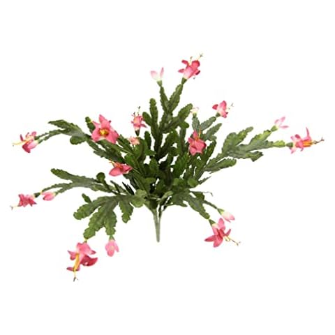 Flair Flower, Hatiora Hybrid Cactus con Flores de Seda Cover