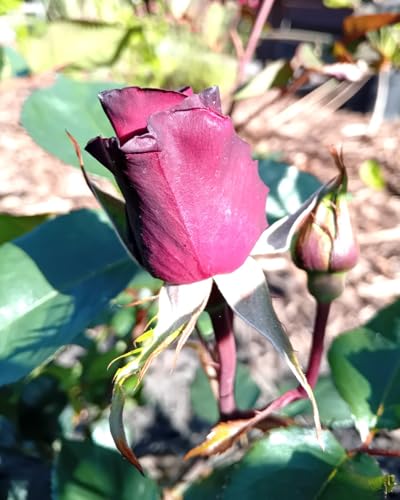 Edelrose Rosa Black Baccara Meilland - Rose im großen 7 Liter Topf