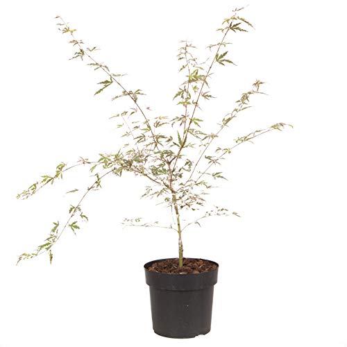 You Garden - Acer Palmatum Tree 'Taylor' in a 3L Pot - Established Young Tree Potted for Gardens and...