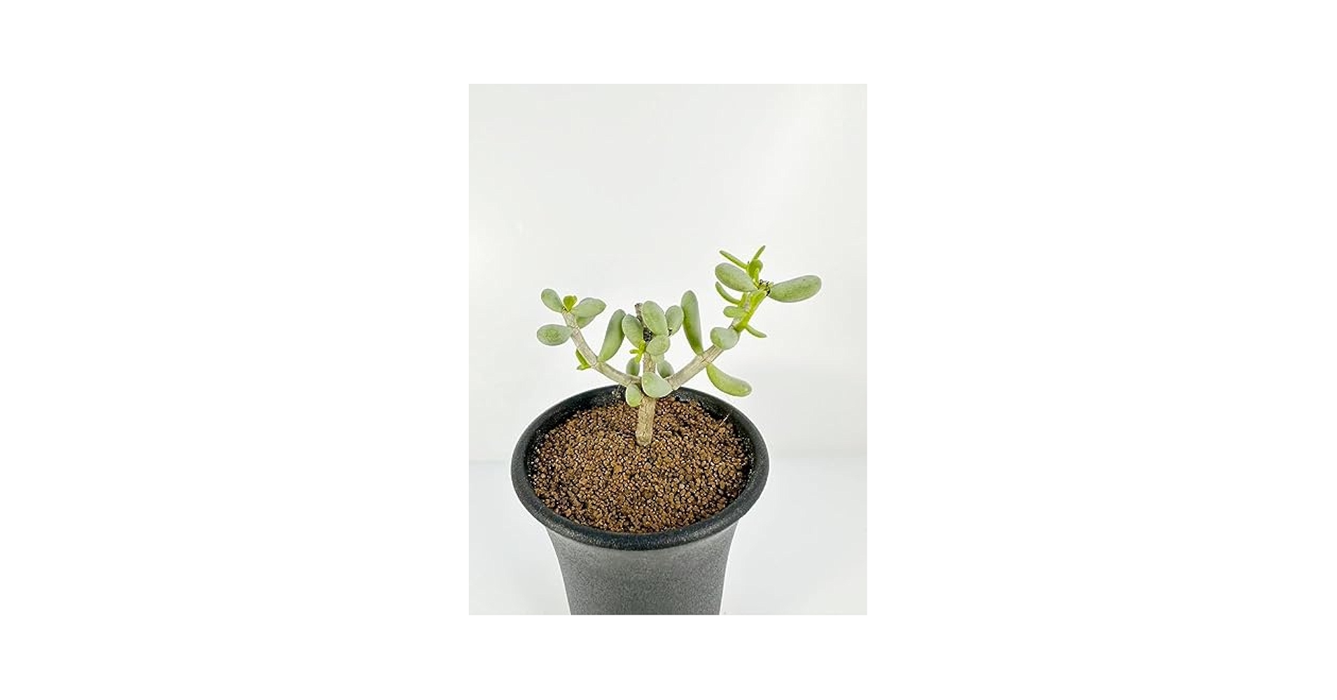 Amazon.co.jp: ケラリア ピグマエア Ceraria pygmaea 輸入株挿木