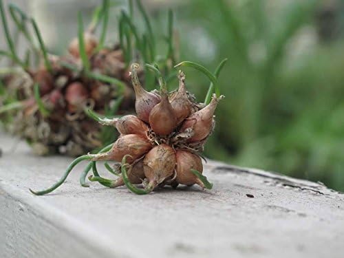 Egyptian Walking Onion Bulbils – Unique Perennial Allium – Heirloom Onion Variety – Hardy, Self-Propagating Plants – Easy to Grow in Home Gardens
