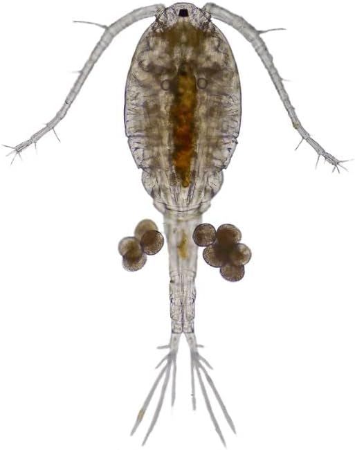 Swell Live Copepods Aquarium Fish Food 10 Pack. Outstanding Tropical Fish Food.